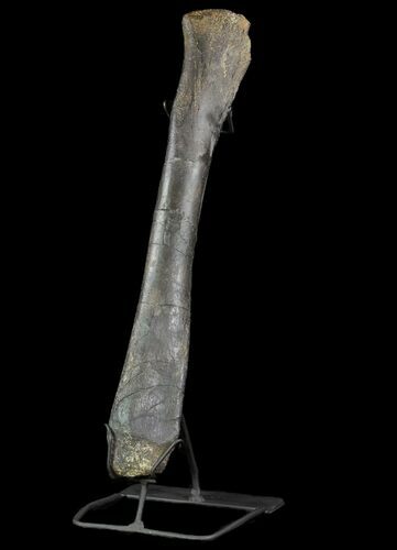 Hadrosaur (Hypacrosaurus) Femur With Metal Stand - Montana #73944